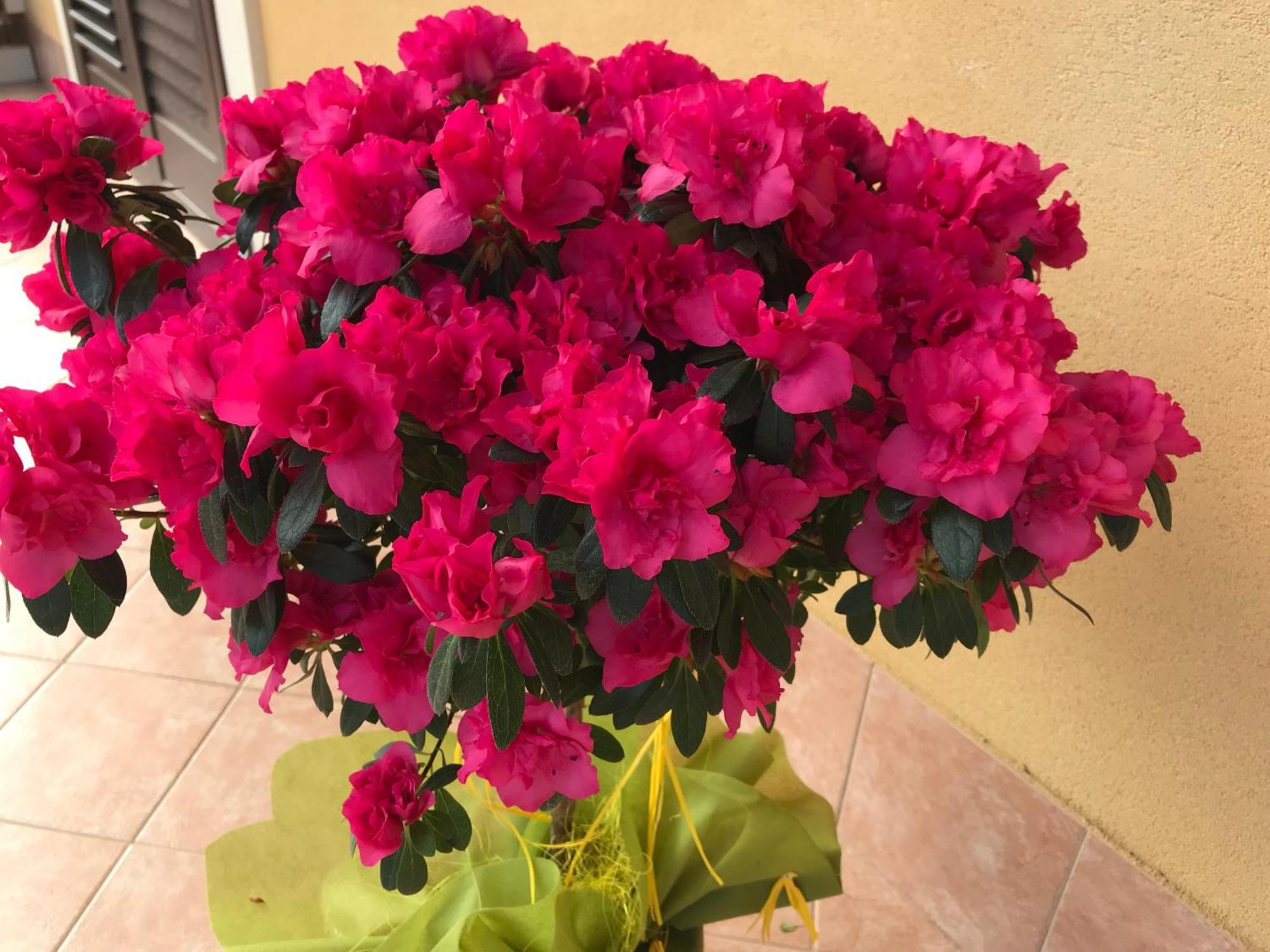 Adriana Casa Vacanze Mare Etna Sicilia อาชิเรอาเล ภายนอก รูปภาพ